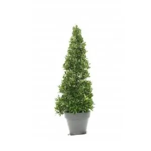 Plante Laurier pyramide