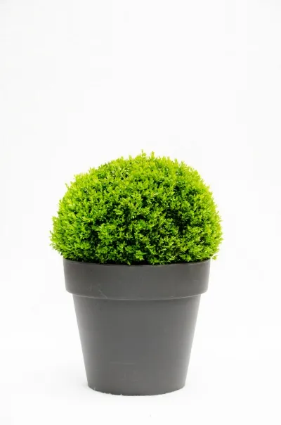 Plante boule de buis